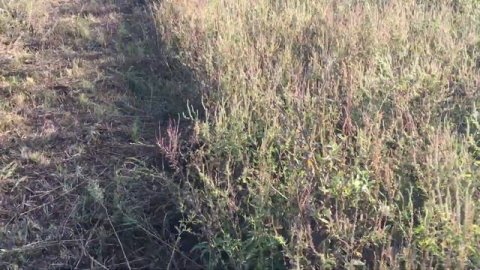 сколько я заработал на малине планы на ? осень || #малина #саженцы #Бизнесвыращивание #БизнесИдеи