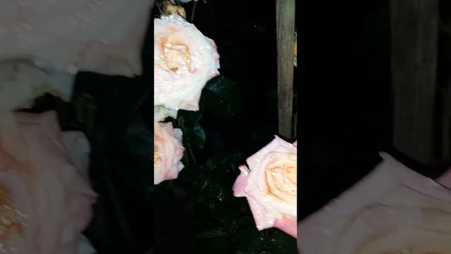 Роза Гейша смотреть онлайн