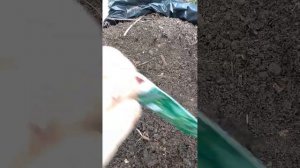 Огурцы сажаю в апреле, простой способ без парника и теплицы.