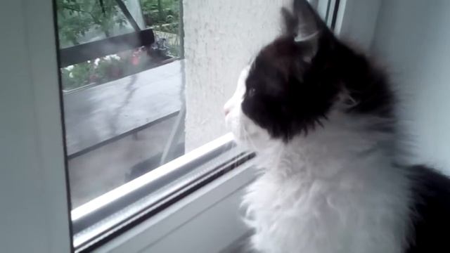 Кот-Наполеон: ) смотреть онлайн