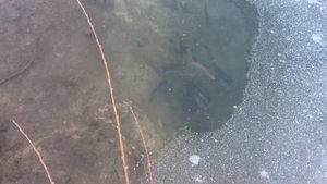 Форель в пруду. Вода для форели . Проточность воды