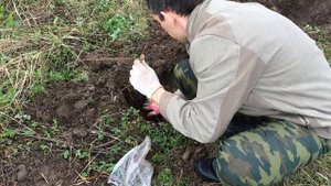 Виноград Августин. Vitis vinifera Avgustine. Посадка 2016.