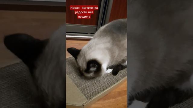 тайская кот рекомендации cat игра отдых cute comment