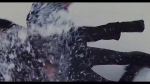 Калены против вальтури сумерки сага рассвет 2 часть