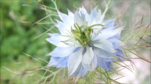 La beauté de la nigelle de Damas (fleur)