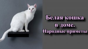 Белая кошка в доме: ?что расскажут приметы о питомце в снежной шубке