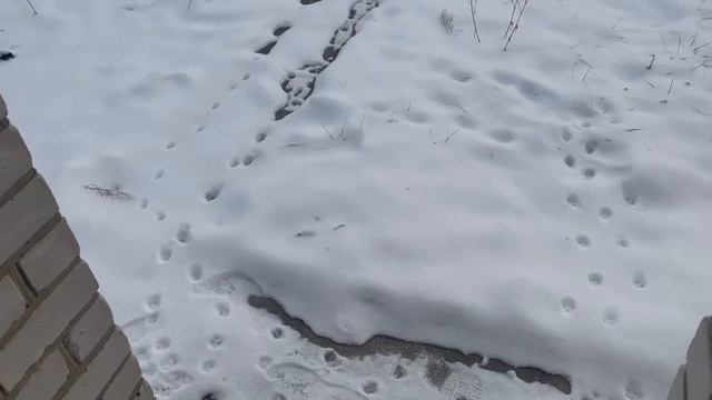 Шепоток на деньги!