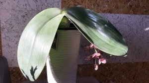 Орхидея ф. Гигантея Orchidea home blooming phal. Gigantea November, 4, 2022
