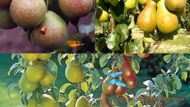 Груша обыкновенная Чудесница - Мраморная ? обзор: как сажать, саженцы груши Чудесница - Мраморная смотреть онлайн