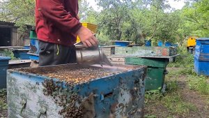 Почему выкучиваются пчелы?