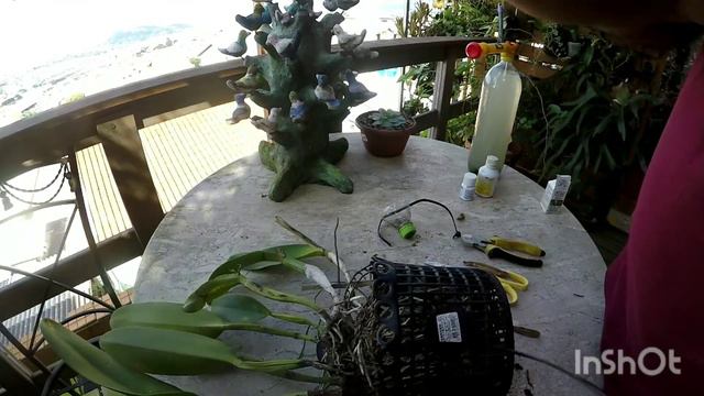 Trato cultural, Catleya BLC Toshie Aoki Robin смотреть онлайн