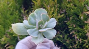 Echeveria Peach Pride variegated