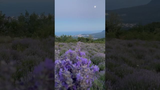 Крымская Лаванда