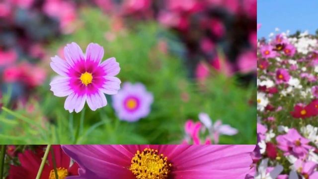 Красиво для души, Потрясающей музыки для души Сергей Грищук! Эту музыку можно слушать вечно! смотреть онлайн