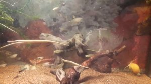 Рыба Игла пресноводная