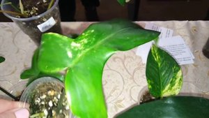 КОМНАТНЫЕ РАСТЕНИЯ. ВЫСТАВКА ЦВЕТОВ.КРАСНОДАР.