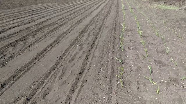 Посев лука 2020. Сорта: Халцедон, Штутгарт смотреть онлайн