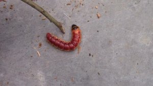 Большая красная гусеница грызущая дерево