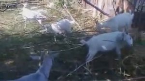 Коза сломала рог, рассказываю как лечили.