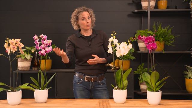 Alles over de Vlinderorchidee - Phalaenopsis | TUINPLEZIER смотреть онлайн