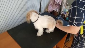 ✂️Стрижка, груминг ши-тцу. Ши-тцу Боня на стрижке