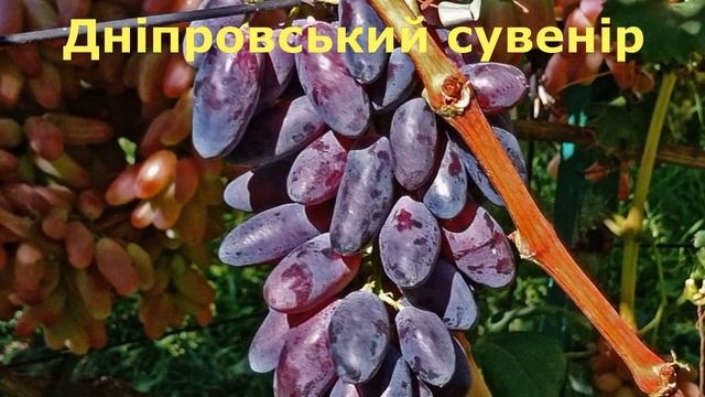 @Каталог саджанців винограду  Осінь 2022  Виноград серпня  Ч 3 смотреть онлайн