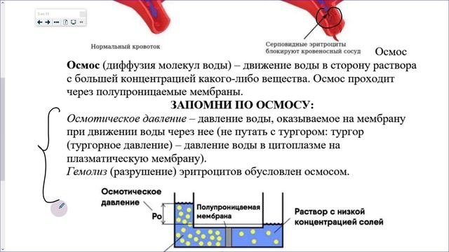 31_Внутренняя среда организма