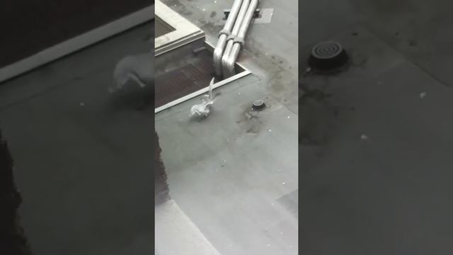 TWO SEAGULLS FIGHT XD (NOT CLUCKBAIT)