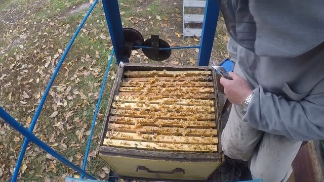 Перга и 100% Зимовка пчел на падевом меде. Как?