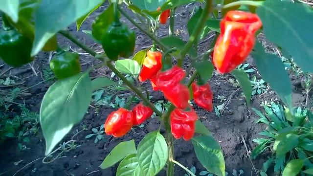 Antillais Red Caribbean Habanero. Красный Карибский Хабанеро. этот сорт самый острый в мире. смотреть онлайн