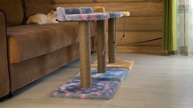 Самые красивые когтеточки смотреть онлайн