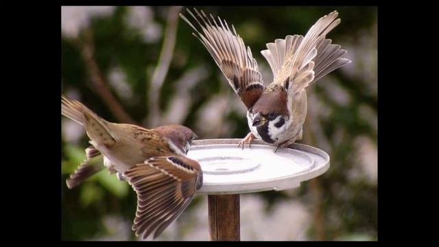 Песенка про воробья смотреть онлайн