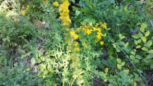 Мир природы 1