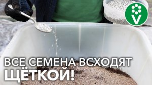 ВСЕГДА ГОТОВЛЮ ТАКОЙ ГРУНТ ДЛЯ ТОМАТОВ И ПЕРЦЕВ и проблем с рассадой больше нет!