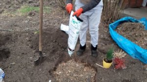 Кипарисовик и вереск - посадка в открытый грунт