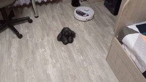 РОБОТ-ПЫЛЕСОС REDMOND RV-R660S / ОТЛИЧНЫЙ ПОМОЩНИК В УБОРКЕ ДОМА