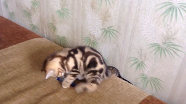 Продается чистокровная британская мраморная золотая кошечка