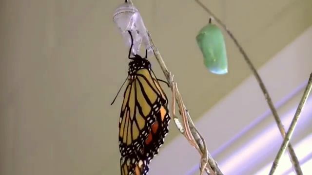 Рождение бабочки смотреть онлайн