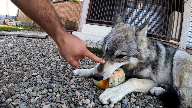 Волчонок Луна ТЫКВЕННАЯ ИСТЕРИКА + АГРЕССИЯ!!! Жадный волчонок! Волкособ Луна