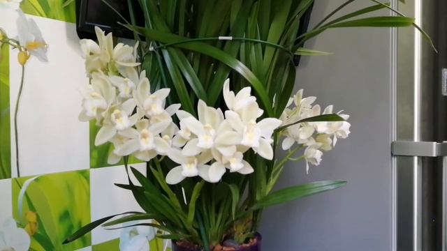 Цветение цимбидиума. Семь цветоносов! смотреть онлайн