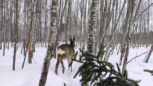 Про косулю Рогатика #забавныеживотные #wildanimals #косуля #roe #funnyanimals #animals #проживотных смотреть онлайн