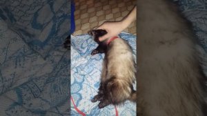 Правильное выражение: Спит!Как хорек!