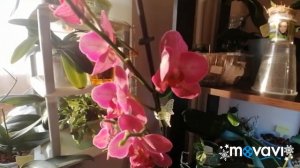 #ОРХИДЕЯ#Happy Carol-бабочка#???