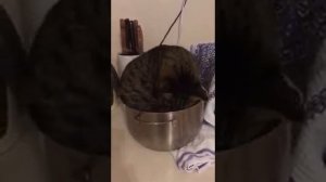 НАША СЕСТРЕНКА ОСЕННЯЯ КОНСЕРВАЦИЯ НЕОЖИДАННАЯ ПОМОЩЬ