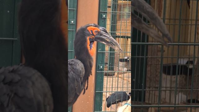 Зоопарк "Река Замбези" в Казани 🦁