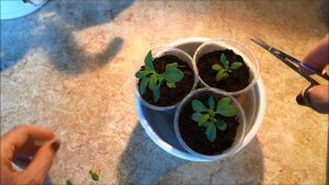 Калибрахоа. (Calibrachoa).