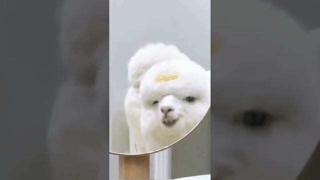 funny alpaca  |Animal Tv| Aanimal  video| #alpaca