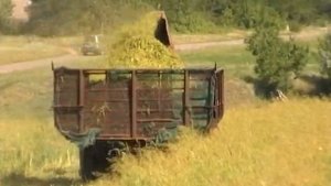 кошу КИРом суданку на силос