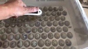 Размножение перепелов в инкубаторе. Обзор корейского инкубатора.