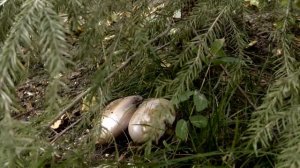 Пасека на связи #10